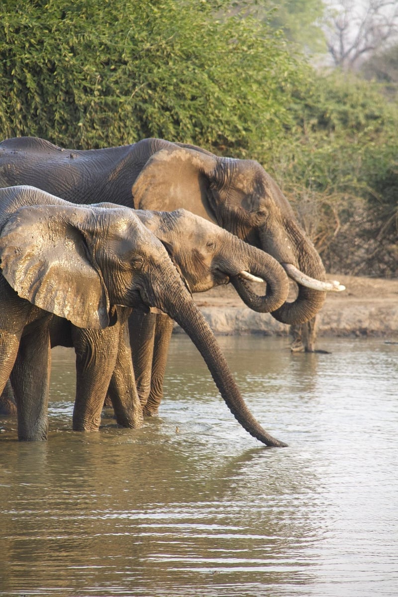Historical Safaris